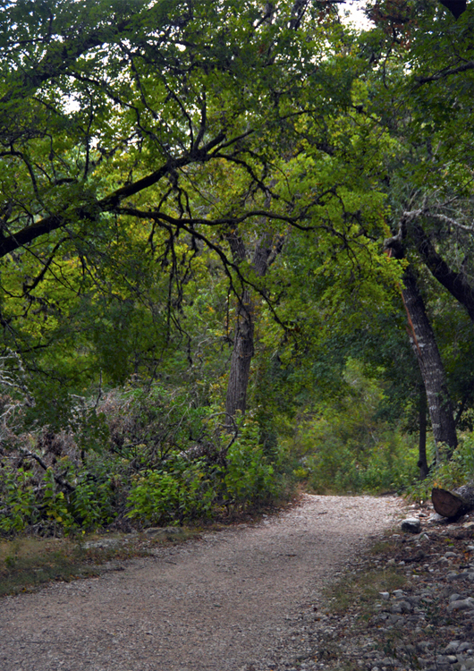 lost maples